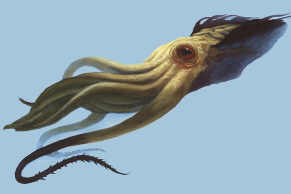 Kraken whitenet market