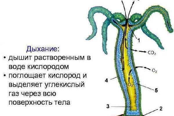Kraken сайт tor