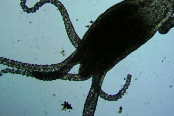 Kraken в россии
