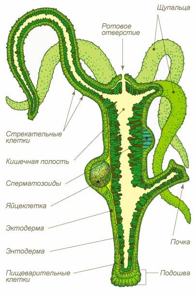 Kraken ссылка зеркало официальный
