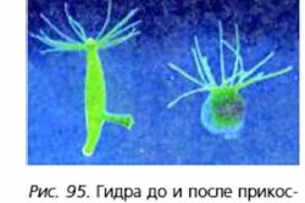 Сайт кракен тор браузера