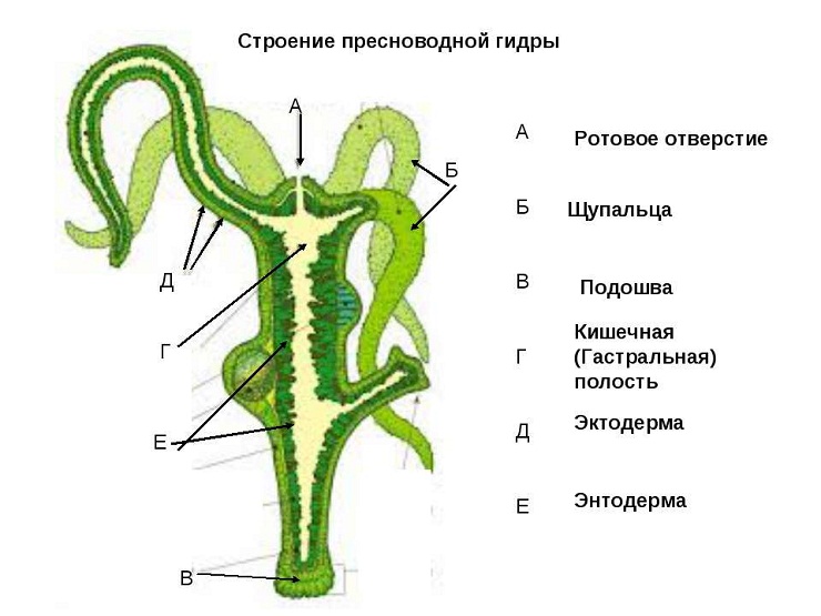 Актуальная ссылка на кракен kraken